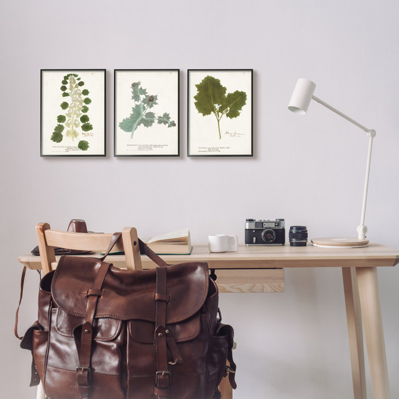 «Botanical Latine Study détaillée Wild Plant Leaves» par World Art Group - ensemble de 3 impressions sur toile flottante