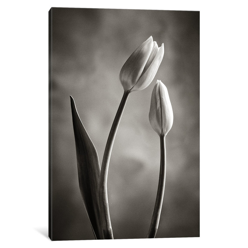 Tulipes à deux tons iii, reproduction de photo sur toile tendue, H 8 po x l 12 po x P 0,75 po