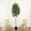 9 pi Ficus artificiel
