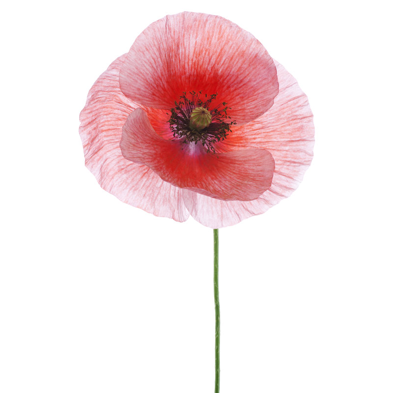 Poppy by _Vilor - Wrapped Canvas Print, 122cm H x 81cm W