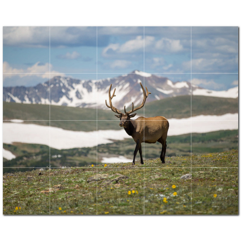 Photo de cerf 4,25 x 4,25