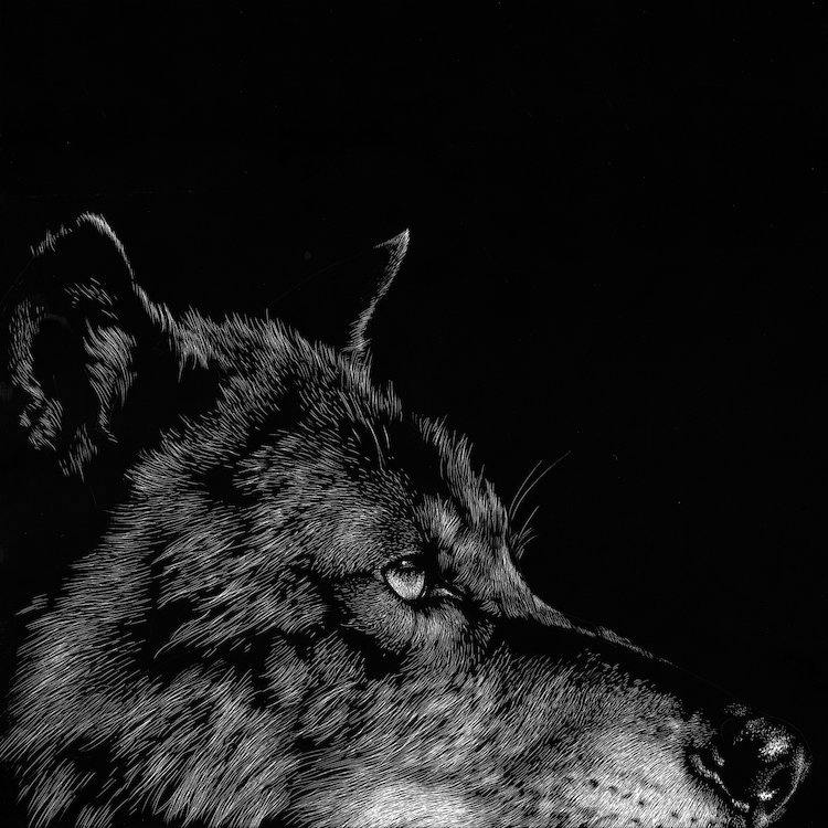 « loup i », reproduction de photo sur toile, H 12 po x l 12 po x P 1,5 po, Pas de tapis, Toile tendue