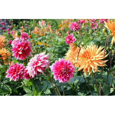 " Dahlias " by Samsty