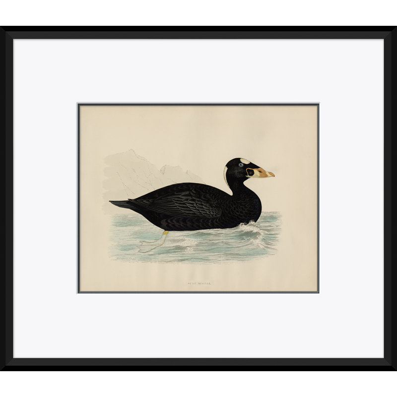 Duck Series: Surf Scoter Giclee Print by Paul Cezanne
