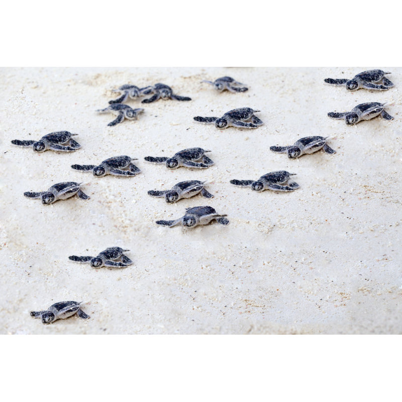 Tortue par Marcomarchi, H 24 po x l 36 po