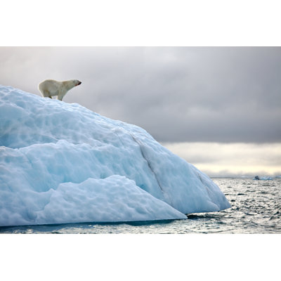 Ours polaire - photographie sur toile tendue