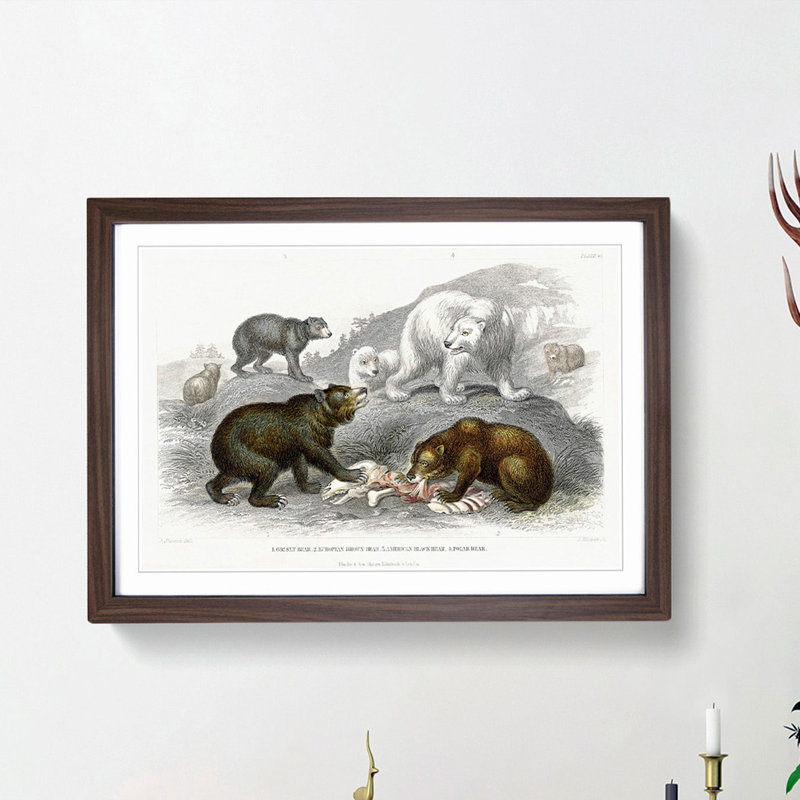 Polar, Grizzly and Bears by Oliver Goldsmith - Picture Frame Painting Print, Walnut Framed, 36cm H x 48cm W x 2cm D