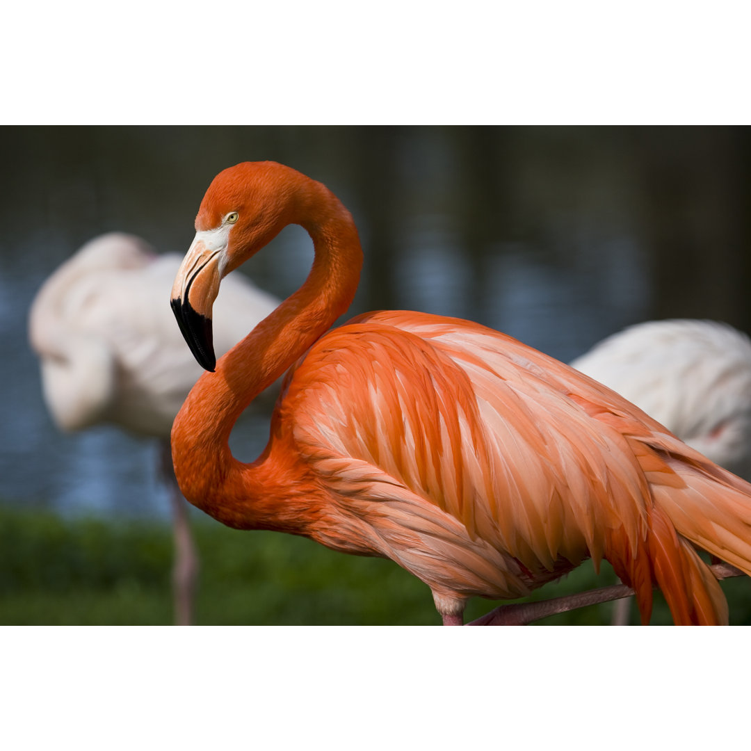 Flamingo von Gosiek-B - Leinwandbild