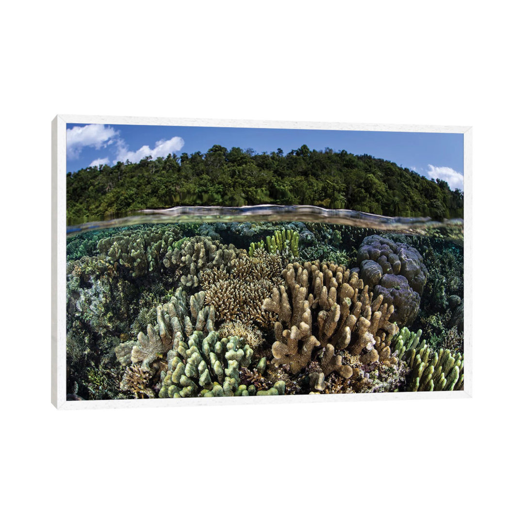 A Diverse Array Of Reef-Building Corals In Raja Ampat, Indonesia I von Ethan Daniels - Galerie-Giclée auf Leinwand