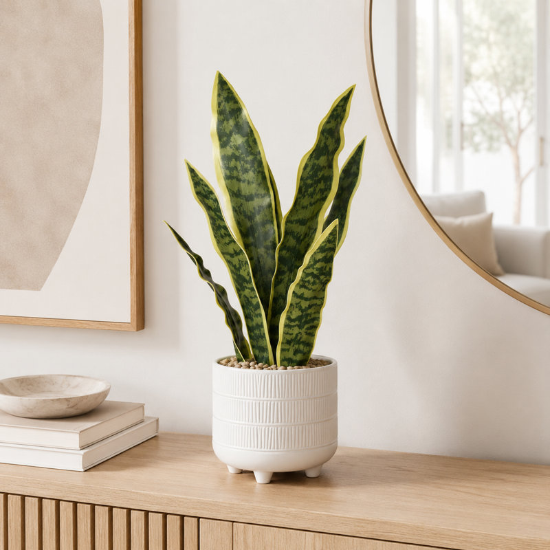 Plante de faux serpent en pot texturé 16 po Tova