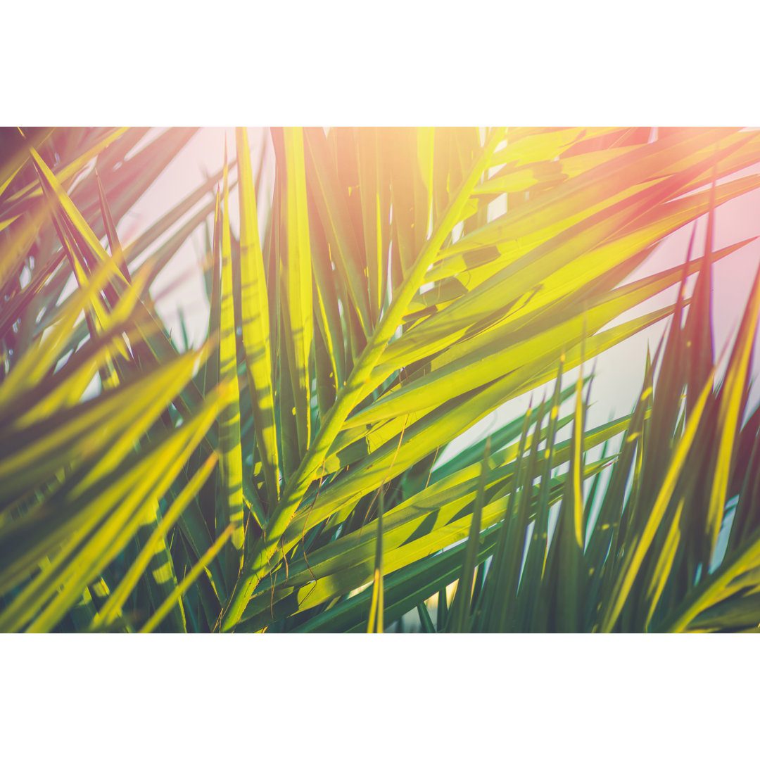 Palm Tree Leaves - Wrapped Canvas Print