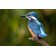Kingfisher Bird - Wrapped Canvas Print