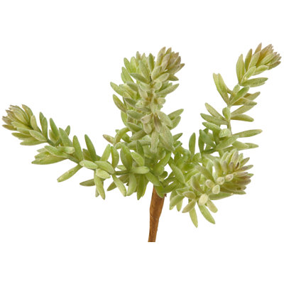 Succulent mini-tige de troupeaux