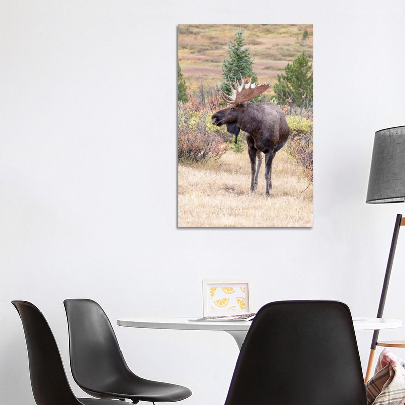 USA, Colorado, Cameron Pass. Bull Moose With Antlers. by Jaynes Gallery - Wrapped Canvas Gallery-Wrapped Canvas Giclée