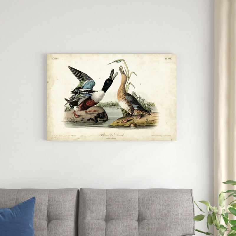 «Audubon Ducks I» par James Audubon - peinture sur toile tendue, H 24 po x l 36 po x P 1,25 po