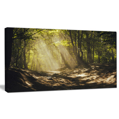 Sun Rays Through Green Trees - reproduction de photo sur toile tendue