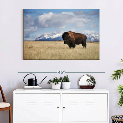 Brampt Lone Bison In A Field