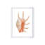Sea Shell In White IV Print by Sofia Fox-26931963-26931959