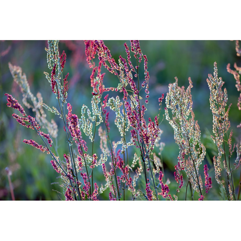 Sunset In The Field by Benoit Bruchez - Wrapped Canvas Print, 30cm H x 46cm W