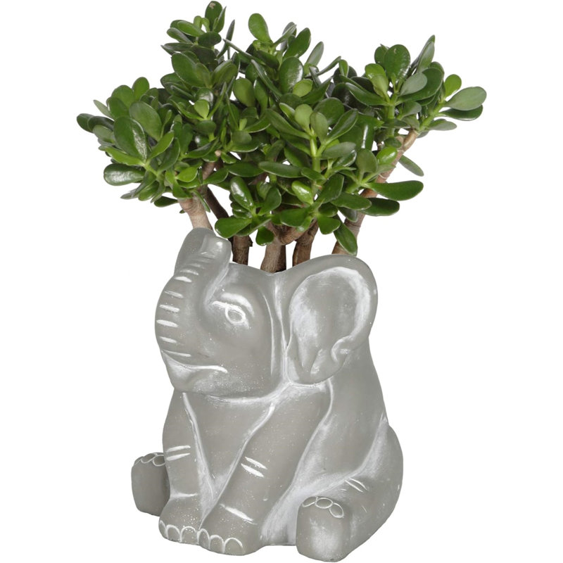 Shivram Pot Planter, Gray