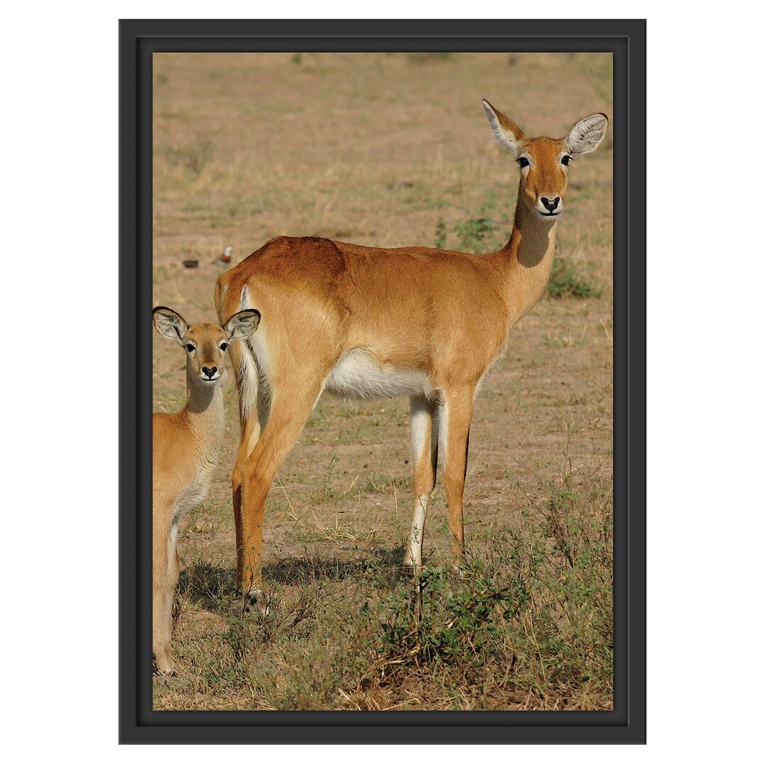 Gerahmtes Wandbild indische Gazelle mit Jungtier