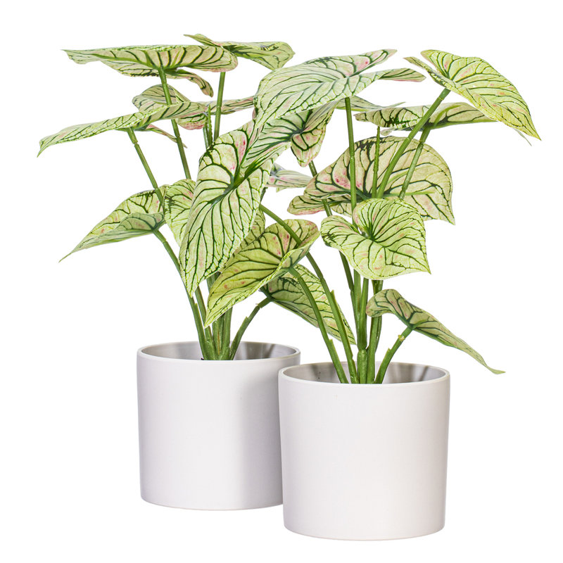 11.5 Plante, Vert clair