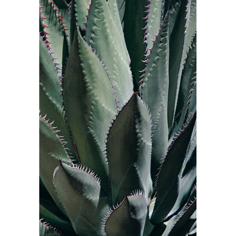 " Agave II ", 18" H x 12" W x 1.25" D
