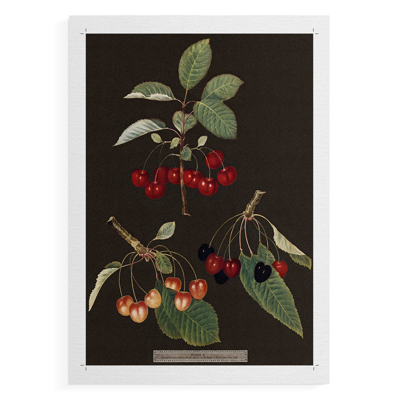 Brookshaw Cherries - Impression sur toile seulement - NON-CADRE, H 18 po x l 12 po