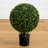Boxwood Ball Topiary