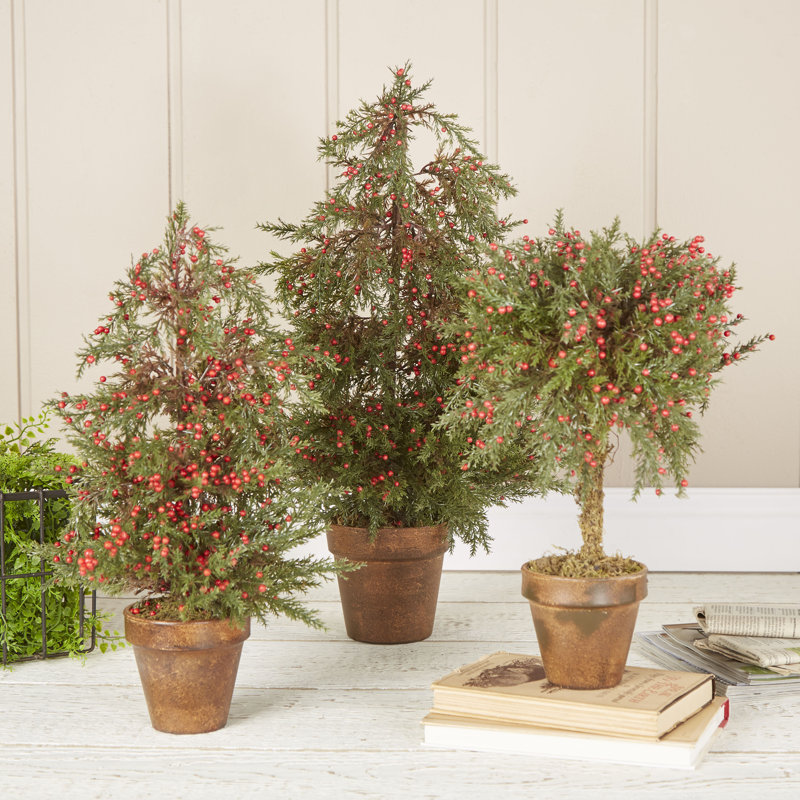 Topiaire cypress regent, H 26 po x l 13 po
