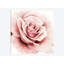 Rose rose I - reproduction sur toile-28020047-72579769-72579770