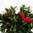 1 Gallon Autumn Bonfire Encore Azalea - Re-Blooming Evergreen Shrub with Red Blooms