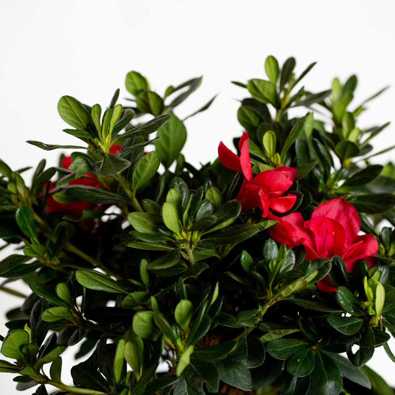 1 Gallon Red Autumn Bonfire Azalea Flowering Shrub