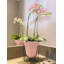 Pot à fleurs en résine de polyéthylène Clent-1078147420-1160772235