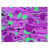Purple/Green