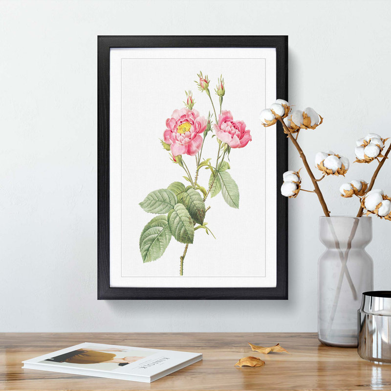 Anemone Rose In Pink by Pierre-Joseph Redoute - Single Picture Frame Painting, 33cm H x 24cm W x 2cm D, Black Framed