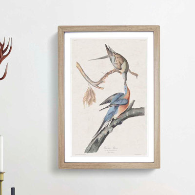 Passenger Pigeons by John Audubon - Picture Frame Painting Print