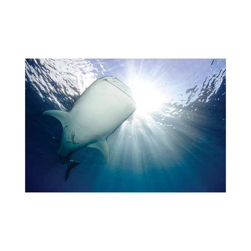 Whale Shark Feeding Under Fishing Platform, West Papua III by Steve Jones - Gallery-Wrapped Canvas Giclée on Canvas, Canvas
