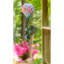 Rotateur à ballonnet marguerites gerbera Prather