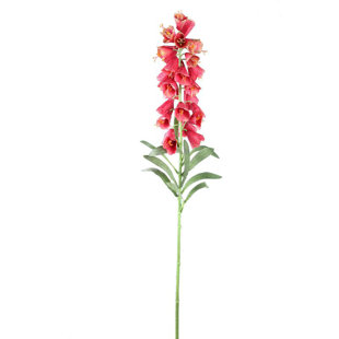 Fritillaria 89cm Plant