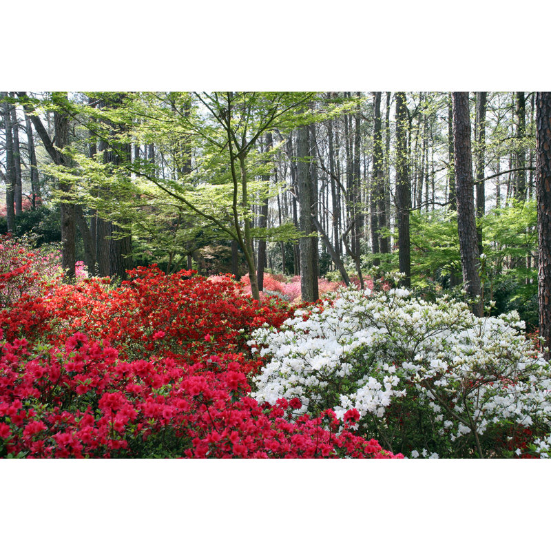 Multicoloured Azaleas - Wrapped Canvas Print, 30cm H x 46cm W