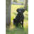 Noble Labrador Sitting Statue-1482216883