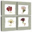 Harnek Pressed Blooms I