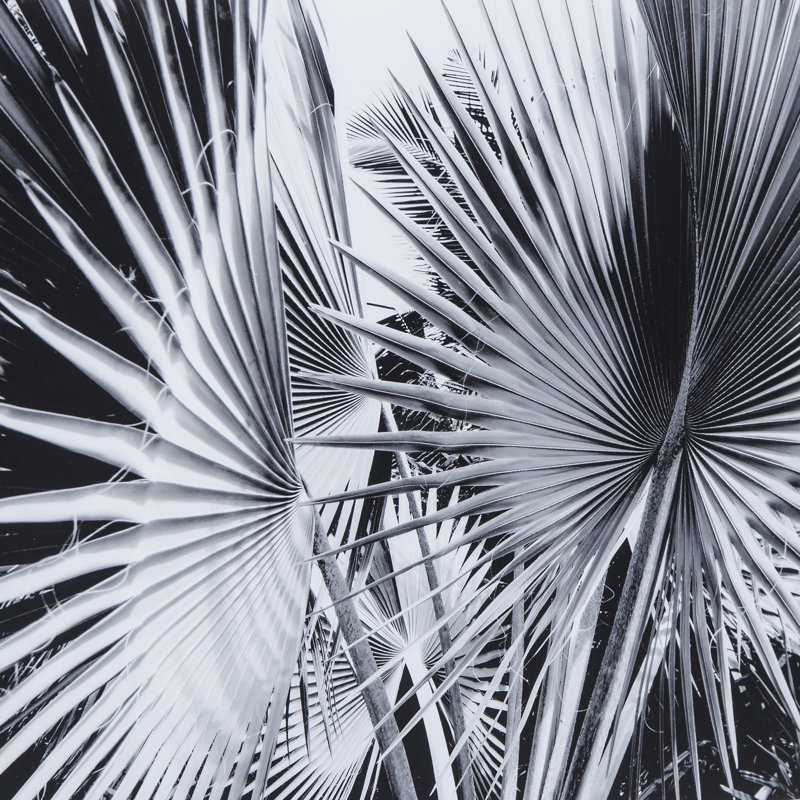 Black And White Palm Leaves C Print