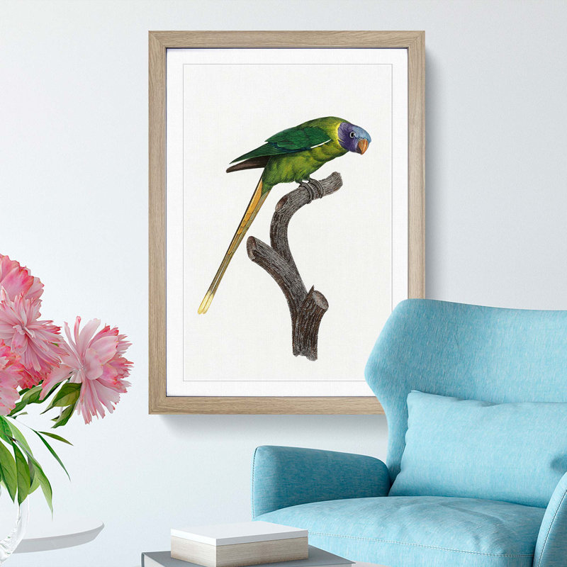 A Plum-Headed Parakeet by F. Levaillant - Framed Print, 33cm H x 24cm W x 2cm D, Oak Framed