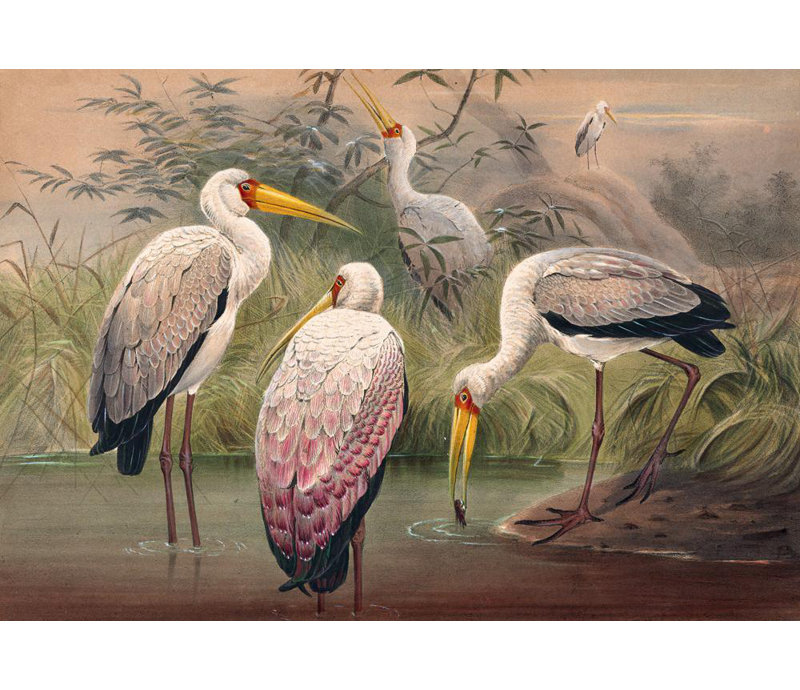 «The African Wood ibis» par Joseph Wolf - Art mural sur toile tendue avec châssis, H 28 po x l 40 po