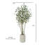 Eucalyptus saule 7 pi ARBRE