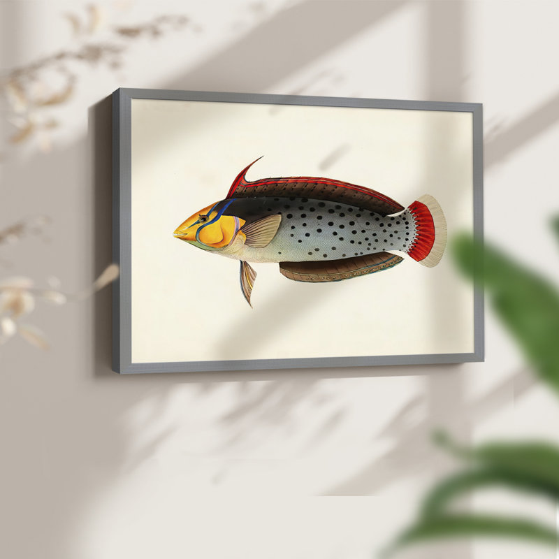 Tropical Fish Collection IV -Framed Print - Restickable, H 8 po x l 10 po, Gris