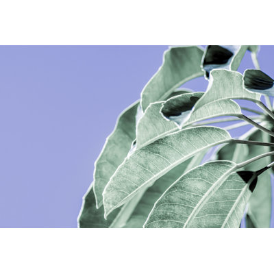 Clear Leaves on Blue I by Eva Bane - Photograph