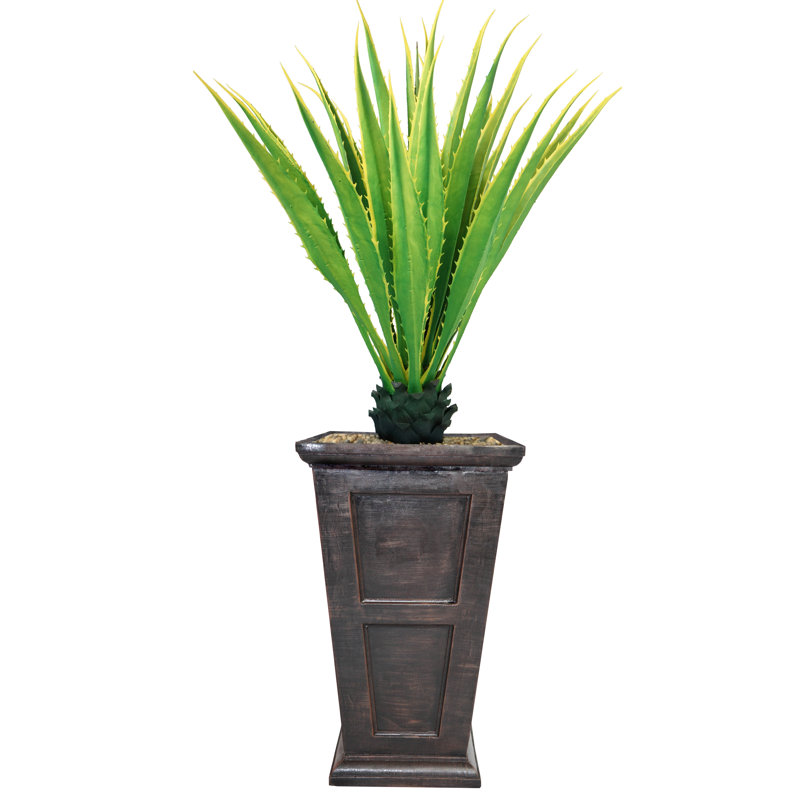 Agave en pot Panama